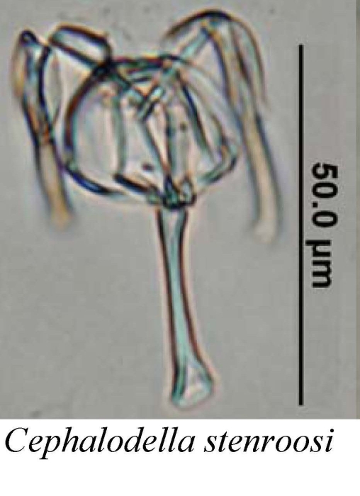 Cephalodella stenroosi Cephalodella stenroosi