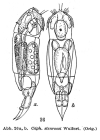Cephalodella stenroosi