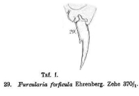 Cephalodella stenroosi
