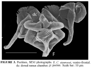 Cephalodella stenroosi