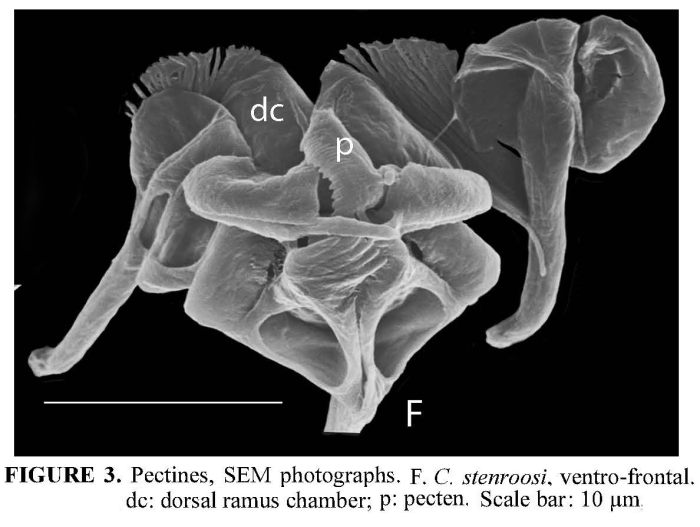 Cephalodella stenroosi Cephalodella stenroosi