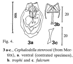 Cephalodella stenroosi