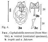 Cephalodella stenroosi