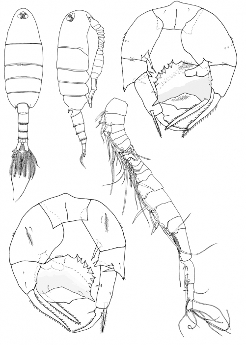 andamanensis male