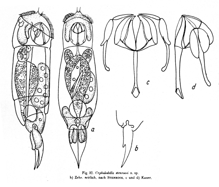 Cephalodella stenroosi - Original description image