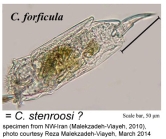 Cephalodella stenroosi