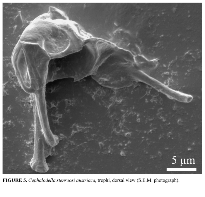 Cephalodella stenroosi var. austriaca