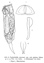 Cephalodella stenroosi var. austriaca