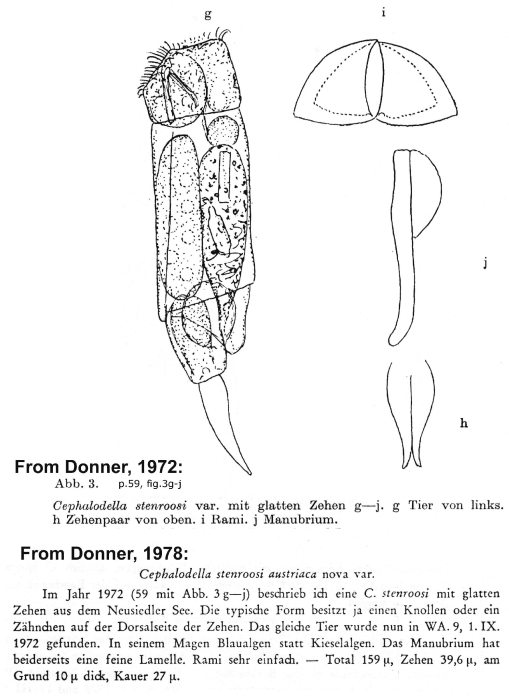 Cephalodella stenroosi var. austriaca