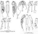 Cephalodella sterea