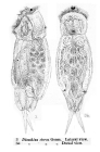 Cephalodella sterea