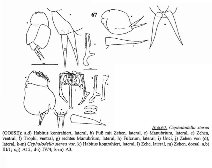 Cephalodella sterea