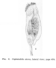 Cephalodella sterea