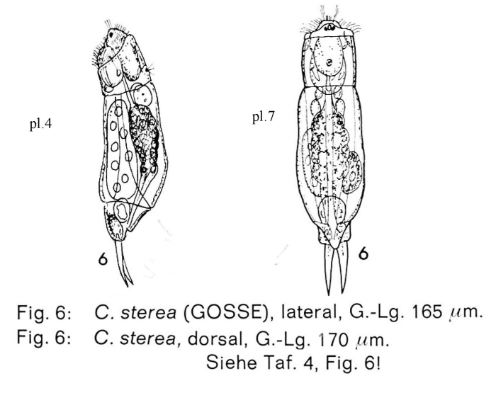 Cephalodella sterea