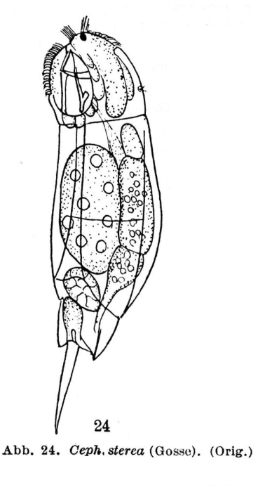 Cephalodella sterea