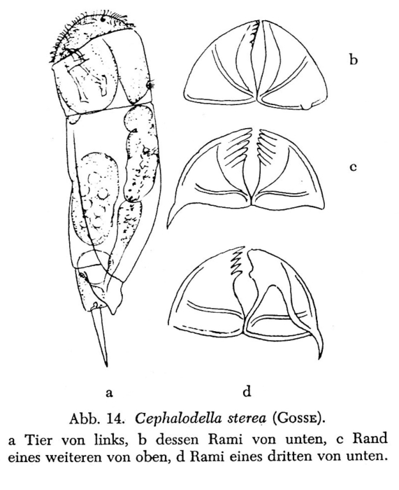 Cephalodella sterea