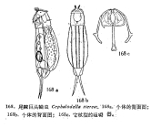 Cephalodella sterea