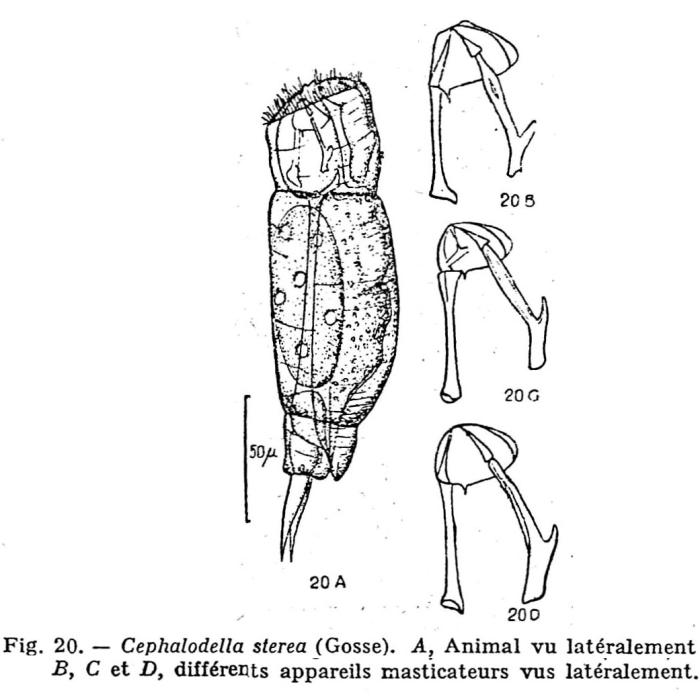 Cephalodella sterea
