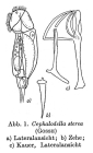 Cephalodella sterea