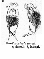 Cephalodella sterea - Original description image