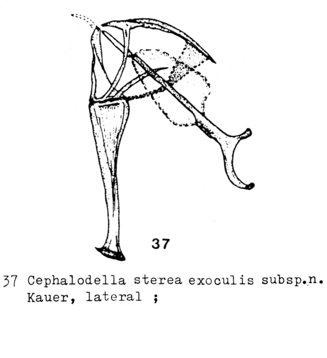 Cephalodella sterea exoculis - Original description image