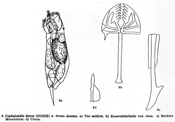 Cephalodella sterea f. dentata