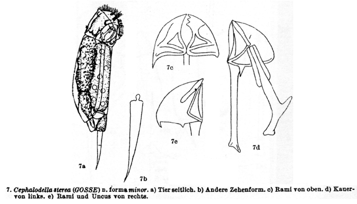 Cephalodella sterea f. minor - Original description image