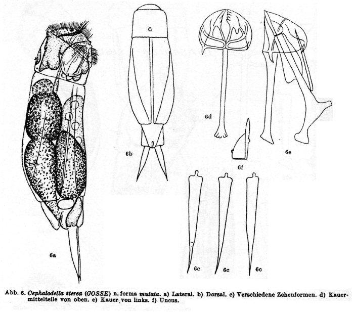 Cephalodella sterea f. mutata - Original description image