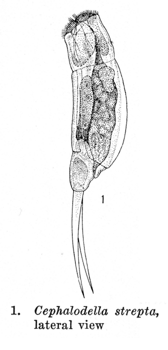 Cephalodella strepta - Original description image
