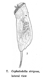 Cephalodella strigosa - Original description image