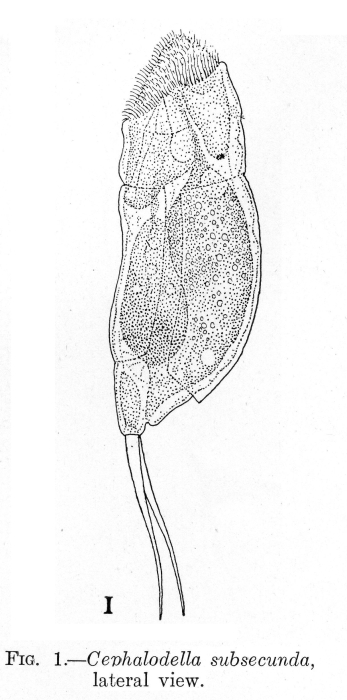 Cephalodella subsecunda - Original description image