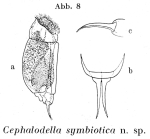 Cephalodella symbiotica - Original description image
