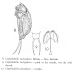 Cephalodella tachyphora