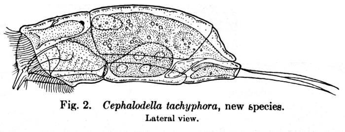 Cephalodella tachyphora - Original description image