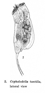 Cephalodella tantilla - Original description image