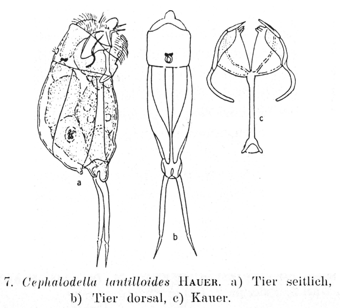 Cephalodella tantilloides