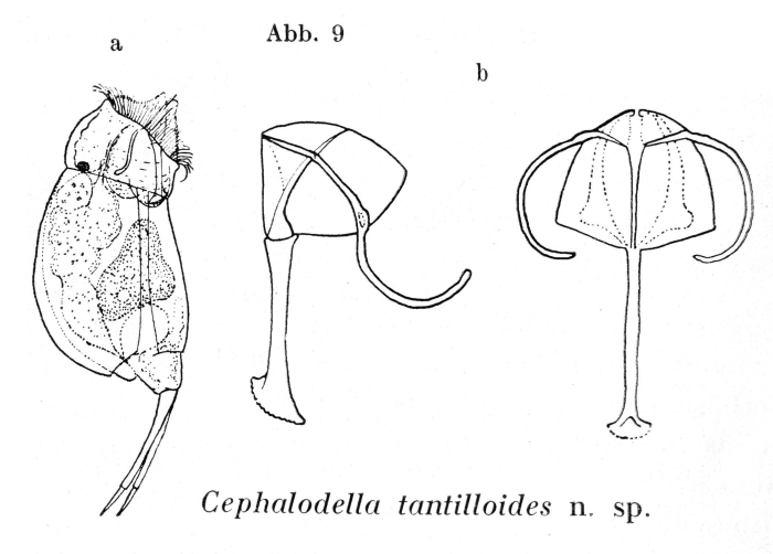 Cephalodella tantilloides