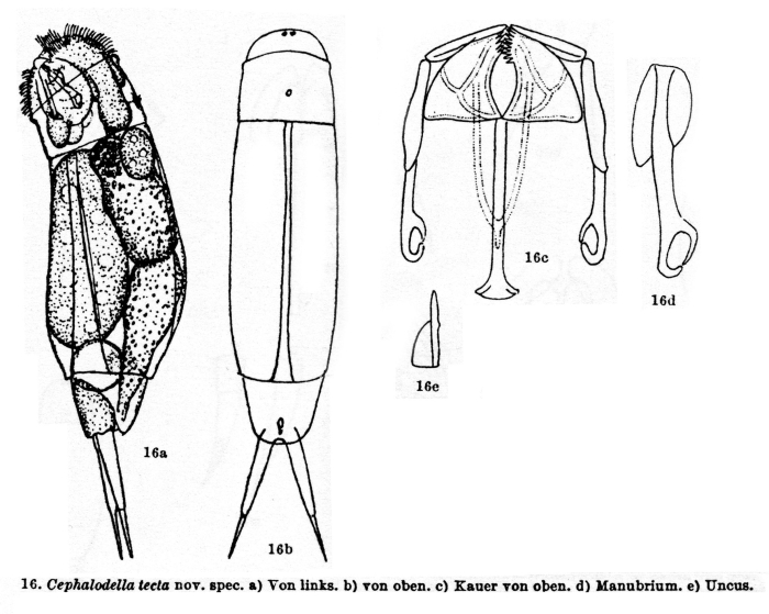 Cephalodella tecta