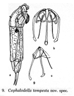 Cephalodella tempesta - Original description image
