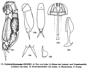 Cephalodella tenuior