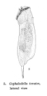 Cephalodella tenuior