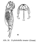 Cephalodella tenuior
