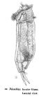 Cephalodella tenuior