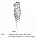 Cephalodella tenuior