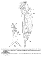 Cephalodella tenuior