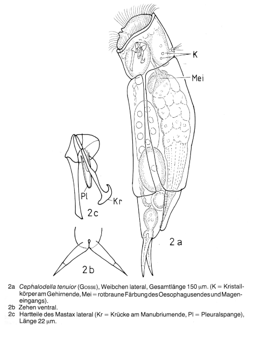 Cephalodella tenuior Cephalodella tenuior