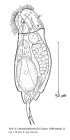 Cephalodella tenuior