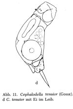 Cephalodella tenuior