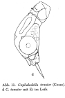 Cephalodella tenuior