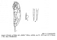 Cephalodella tenuior